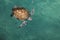 Full body overhead view, endangered painted hawksbill sea turtle in clear tropical water