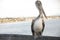 Full Body Pelican Portrait on Pier Railing