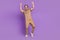 Full body photo of excited mature man rejoice luck fists hands awesome isolated over violet color background