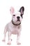 Full body picture of a standing french bulldog puppy dog