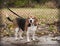 Full body of plump senior beagle dog on a leash looking towards