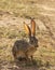 Full body portrait of African hare, Lepus capensis, with backlit large ears eating leaf while sitting on grass next to dirt road