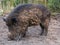 Full body portrait of dirty wild boar foraging