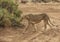 Full body portrait of female lion, Panthera leo, walking in dirt road as she hunts