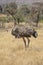 Full body portrait of female Somali ostrich, Struthio camelus molybdophanes, in tall grass of the northern Kenya savannah with lan