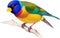 Full body portrait image of Gouldian Finch bird. AI-generated.