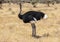 Full body portrait of male Somali ostrich, Struthio camelus molybdophanes, in tall grass of the northern Kenya savannah with lands