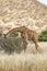 Full Body Portrait of reticulated giraffe, Giraffa camelopardalis reticulata, eating leaves from shrub in savannah landscape