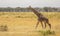 Full Body Portrait of reticulated giraffe, Giraffa camelopardalis reticulata, walking in northern Kenya savannah landscape