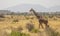 Full Body Portrait of reticulated giraffe, Giraffa camelopardalis reticulata, walking in northern Kenya savannah landscape