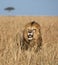 Full body portrait of Sand River or Elawana male lion surrounded by tall grass