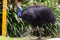 Full body portrait of a wild cassowary in the jungle. Adult individual. One of the largest and heaviest living bird, the world`s