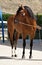 Full body portrait of a young spanish horse