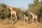 Full body portraits of masai giraffe family, with mother and two young offspring in African bush landscape with trees in backgroun