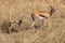 Full body portraits of Thomson`s gazelle, gazelle thomsoni, mother and young calf in tall grass