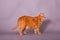 Full body profile of orange tabby cat in studio portrait