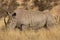 A full body profile photo of a solitary white rhino bull