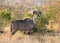 Full body profile portrait of young adult male lesser Kudu, Tragelaphus imberbis, in African landscape eating leaves off a shrub