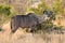 Full body profile portrait of young adult male lesser Kudu, Tragelaphus imberbis, in African landscape eating leaves off a shrub