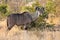 Full body profile portrait of young adult male lesser Kudu, Tragelaphus imberbis, in African landscape eating leaves off a shrub i