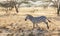 Full body profile portrait of zebra, Equus quagga, running in northern African landscape