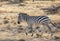 Full body profile portrait of zebra, Equus quagga, running in northern African landscape