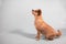 Full body profile of wired haired terrier sitting looking up on solid background