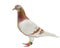 Full body of red mealy feather of speed racing pigeon isolate white background