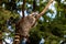 Full body of relaxing common lotor procyon raccoon on the tree branch