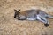 Full body of relex australian kangaroo marsupial