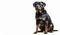 Full body of Rottweiler dog sad mood on isolated white background