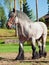 Full body shot of a Belgian draught horse.