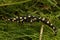 Full body shot of a juvenile of the endangered yellow-spotted or Lake Urmia newt , Neurergus crocatus on green moss