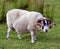 Full body shot of sheep with curly horns stood in a field  Scammadale  Scotland