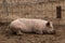 Full body shot of spotted lazy, sleepy, good natured single dirty young domestic pink laying down in his pen pig, with muddy feet,