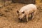 Full body shot of startled, wary, cautious single dirty young domestic pink standing pig, with muddy feet, big ears, well cared fo