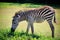 Full body and shown beautiful stripe of young zebra eating green