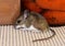 Full body side view of a wild gray house mouse, Mus musculus, in a kitchen cabinet with jars of food behind him.