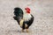 Full body of small domestic Old English Game bantam on the farm