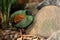 Full body of small female crested partridge is a resident breeder in lowland rainforests