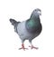 Full body of speed racing pigeon bird isolate white background