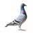 Full body of speed racing pigeon bird isolate white background