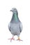 Full body of speed racing pigeon bird isolated white background