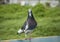 Full body of speed racing pigeon bird standing on plain trap