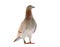 Full body of speed racing pigeon standing against blur background