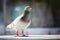 Full body of speed racing pigeon standing against blur background