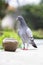 Full body of speed racing pigeon standing on home loft roof