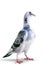 Full body of speed racing pigeon standing on white background