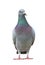 Full body of sport racing pigeon bird looking eye contact to cam