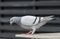 Full body sport racing pigeon bird standing on home loft